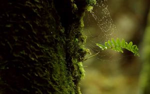 Preview wallpaper branch, moss, cobweb, macro, green