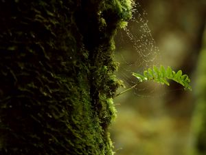 Preview wallpaper branch, moss, cobweb, macro, green