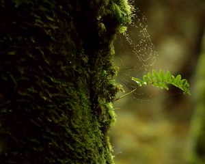 Preview wallpaper branch, moss, cobweb, macro, green
