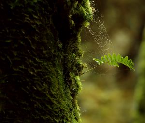 Preview wallpaper branch, moss, cobweb, macro, green