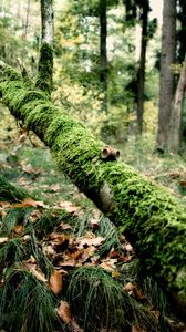 Preview wallpaper branch, moss, tree, grass, leaves, autumn, humidity, acorns