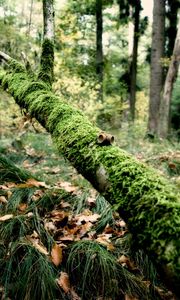 Preview wallpaper branch, moss, tree, grass, leaves, autumn, humidity, acorns