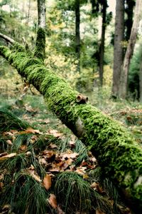 Preview wallpaper branch, moss, tree, grass, leaves, autumn, humidity, acorns