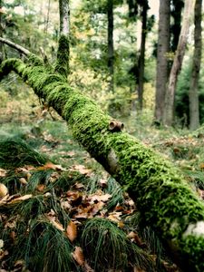 Preview wallpaper branch, moss, tree, grass, leaves, autumn, humidity, acorns