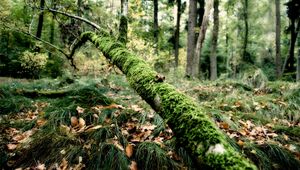 Preview wallpaper branch, moss, tree, grass, leaves, autumn, humidity, acorns