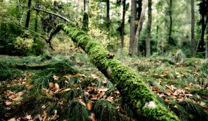 Preview wallpaper branch, moss, tree, grass, leaves, autumn, humidity, acorns