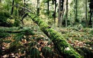 Preview wallpaper branch, moss, tree, grass, leaves, autumn, humidity, acorns