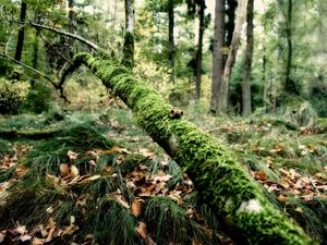 Preview wallpaper branch, moss, tree, grass, leaves, autumn, humidity, acorns