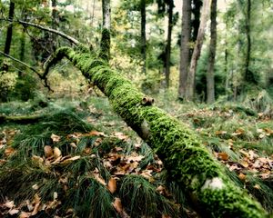 Preview wallpaper branch, moss, tree, grass, leaves, autumn, humidity, acorns