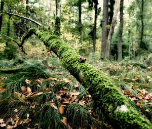 Preview wallpaper branch, moss, tree, grass, leaves, autumn, humidity, acorns