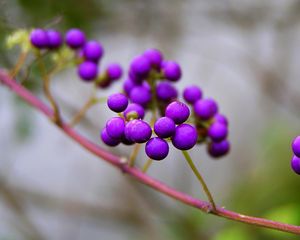 Preview wallpaper branch, nature, berries, violet, kallikarpa