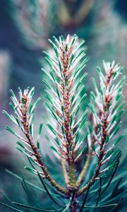 Preview wallpaper branch, needles, blur