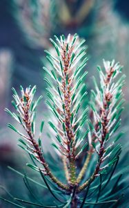 Preview wallpaper branch, needles, blur