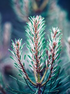 Preview wallpaper branch, needles, blur