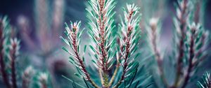 Preview wallpaper branch, needles, blur