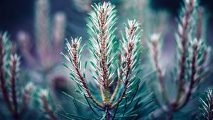 Preview wallpaper branch, needles, blur