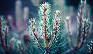 Preview wallpaper branch, needles, blur