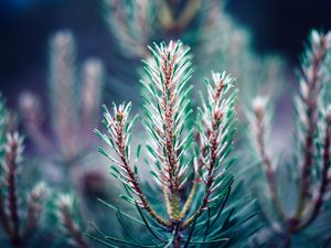 Preview wallpaper branch, needles, blur