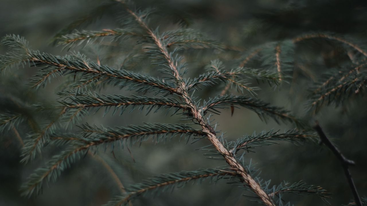Wallpaper branch, needles, blur, forest