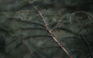 Preview wallpaper branch, needles, blur, forest