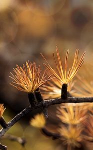 Preview wallpaper branch, needles, blur, macro