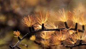 Preview wallpaper branch, needles, blur, macro