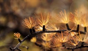 Preview wallpaper branch, needles, blur, macro