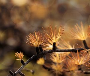 Preview wallpaper branch, needles, blur, macro