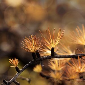 Preview wallpaper branch, needles, blur, macro