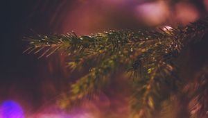 Preview wallpaper branch, needles, blur, macro, bokeh
