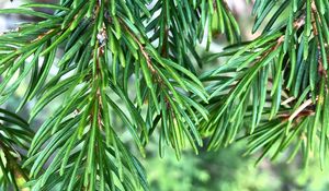 Preview wallpaper branch, needles, blur, macro, green