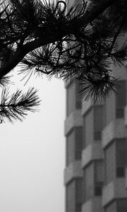 Preview wallpaper branch, needles, building, blur, black and white