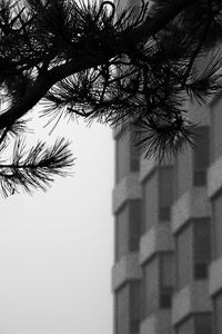 Preview wallpaper branch, needles, building, blur, black and white
