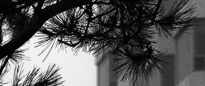 Preview wallpaper branch, needles, building, blur, black and white