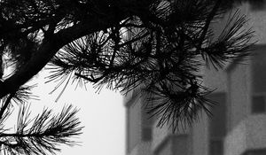 Preview wallpaper branch, needles, building, blur, black and white