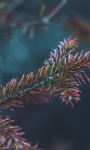 Preview wallpaper branch, needles, bush, macro, closeup