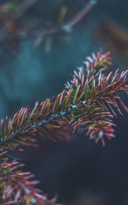 Preview wallpaper branch, needles, bush, macro, closeup
