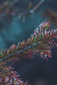 Preview wallpaper branch, needles, bush, macro, closeup