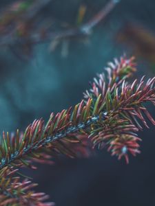 Preview wallpaper branch, needles, bush, macro, closeup