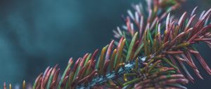 Preview wallpaper branch, needles, bush, macro, closeup