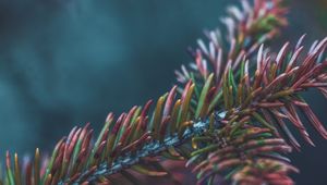 Preview wallpaper branch, needles, bush, macro, closeup
