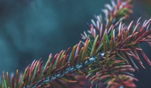 Preview wallpaper branch, needles, bush, macro, closeup