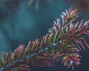 Preview wallpaper branch, needles, bush, macro, closeup