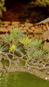 Preview wallpaper branch, needles, coniferous, raft, lake