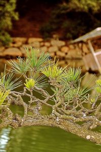 Preview wallpaper branch, needles, coniferous, raft, lake