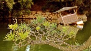 Preview wallpaper branch, needles, coniferous, raft, lake