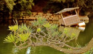 Preview wallpaper branch, needles, coniferous, raft, lake