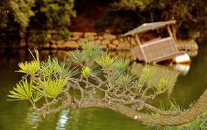 Preview wallpaper branch, needles, coniferous, raft, lake