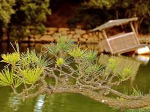 Preview wallpaper branch, needles, coniferous, raft, lake