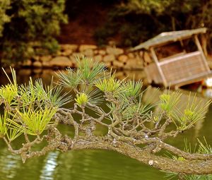 Preview wallpaper branch, needles, coniferous, raft, lake